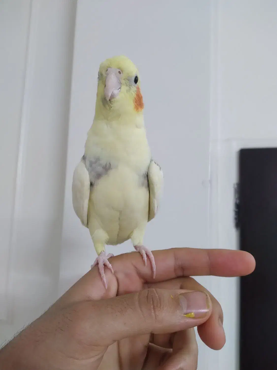 عروس هلندی|پرنده|ری, دولت‌آباد|دیوار