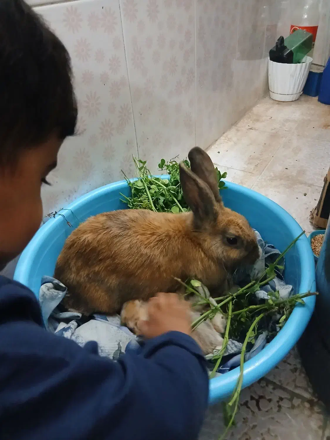 خرگوش|موش و خرگوش|زابل, |دیوار