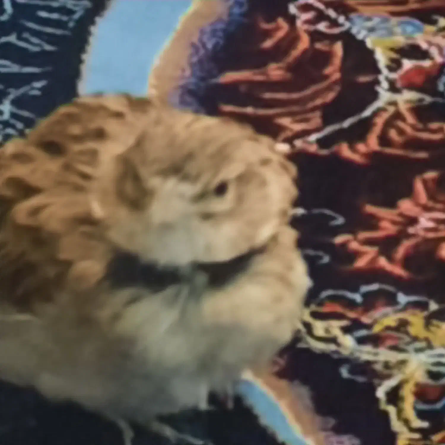 سهره کوهی|لوازم جانبی حیوانات|کبودرآهنگ, |دیوار