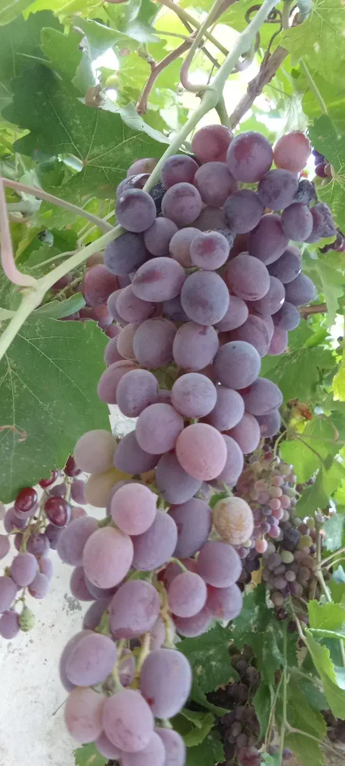 فروش باغ و آب چاه|فروش زمین و ملک کلنگی|سلامی, |دیوار