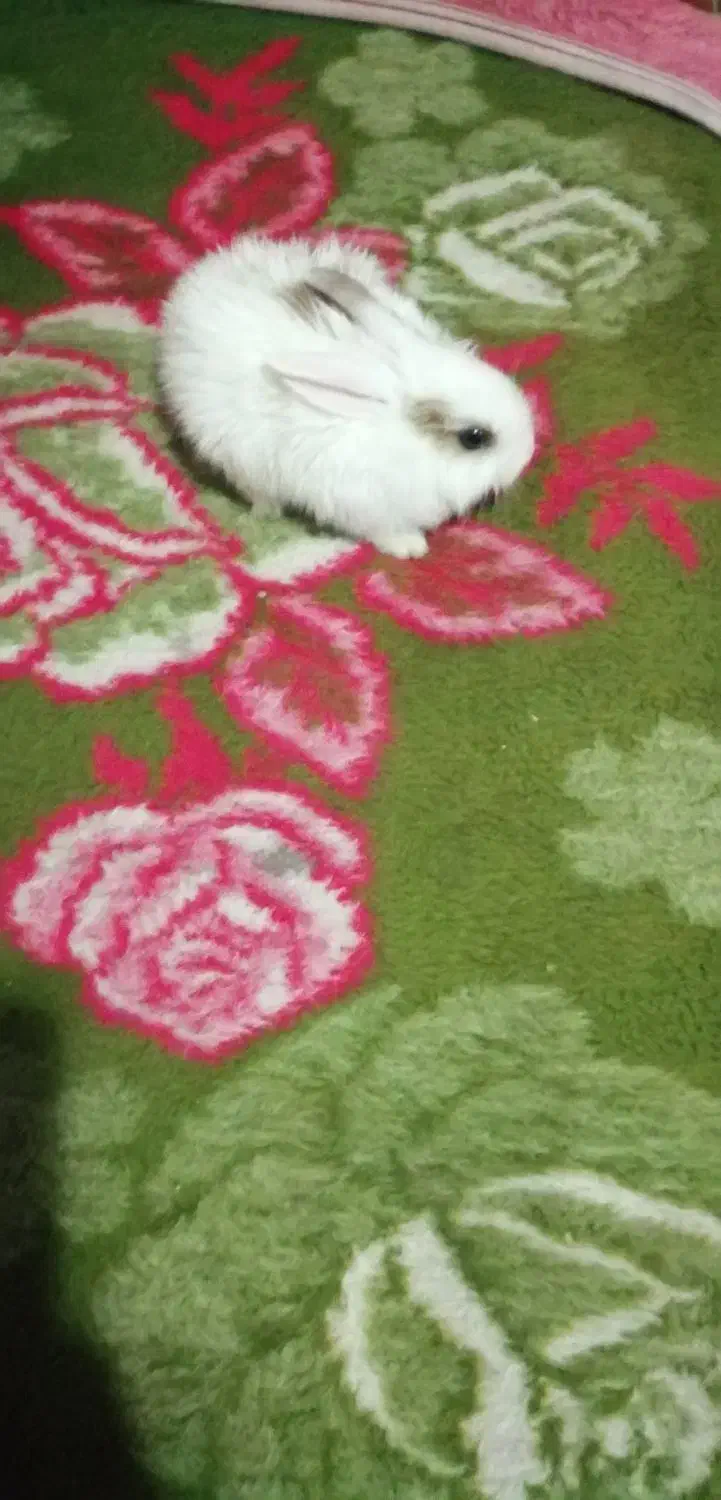 خرگوش کوچیک|موش و خرگوش|ساوه, |دیوار