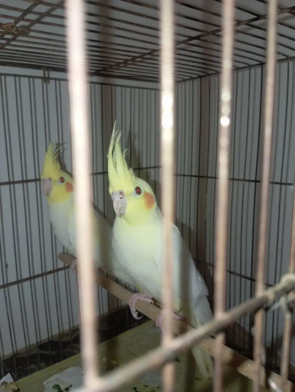 عروس هلندی|پرنده|یزد, |دیوار