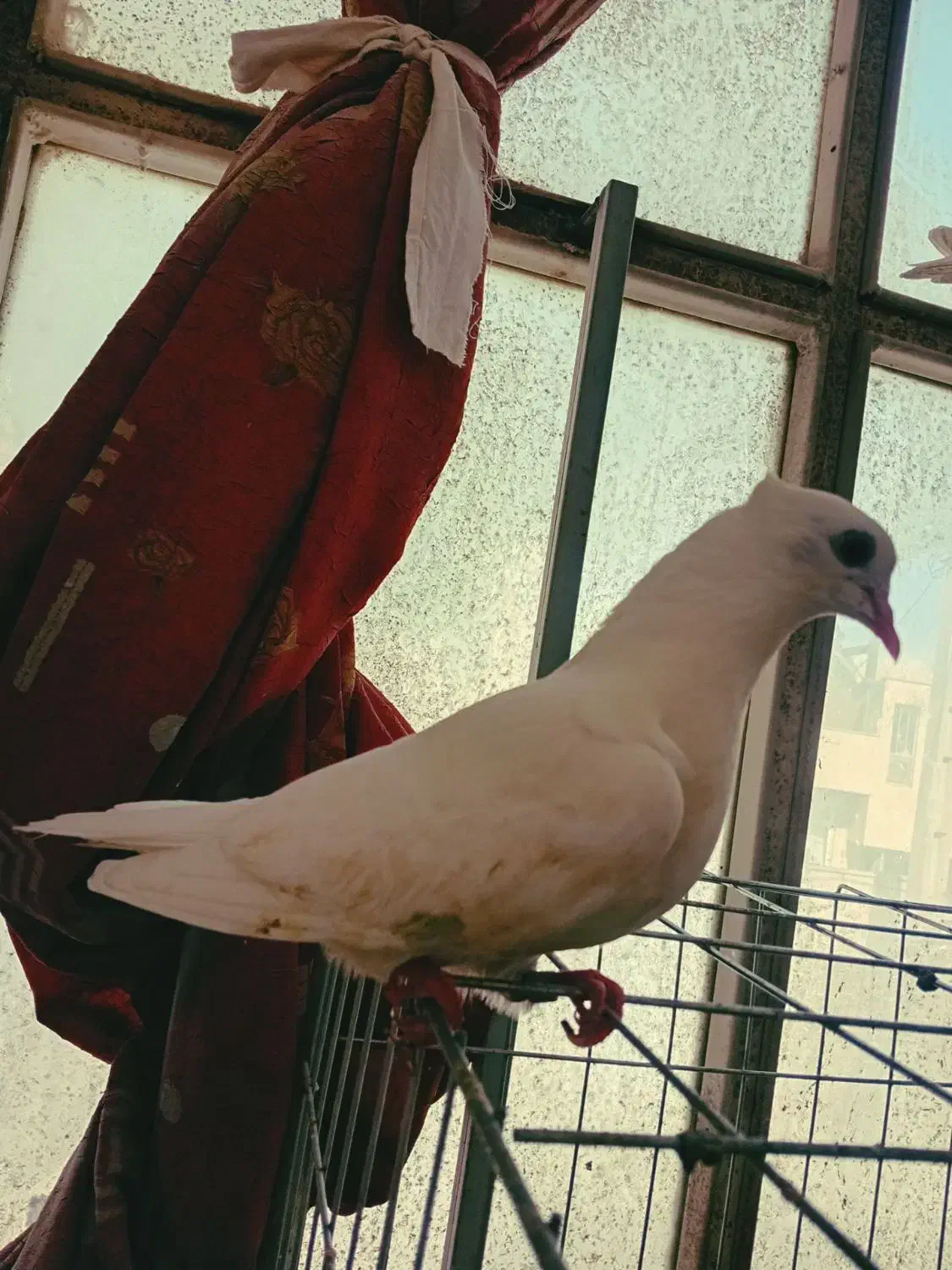 کبوتر نوک ریز|پرنده|بوئین زهرا, |دیوار