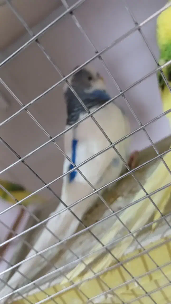 پرنده|پرنده|سراب, |دیوار