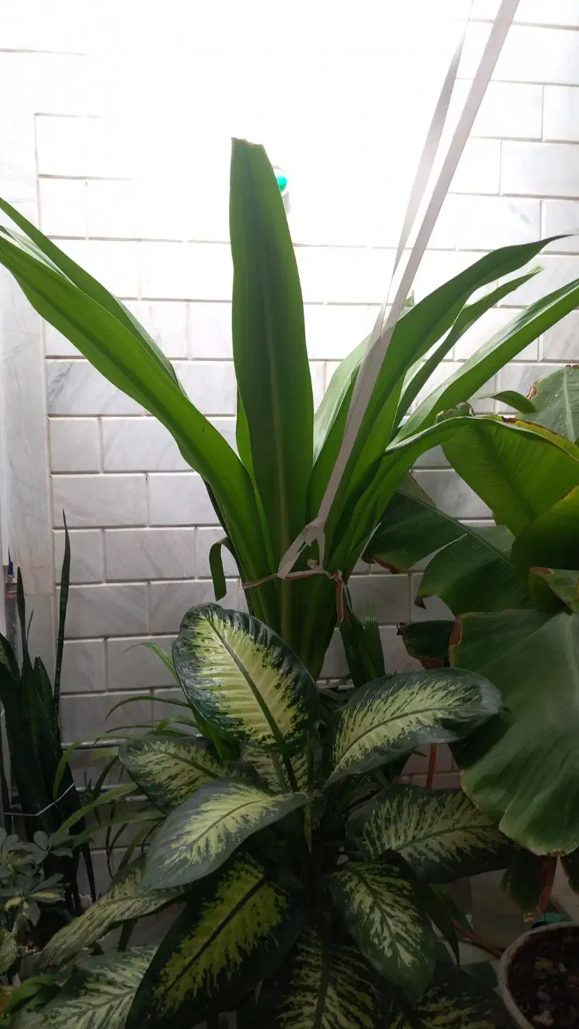 گل طبیعی|گل و گیاه طبیعی|خمینیشهر, |دیوار