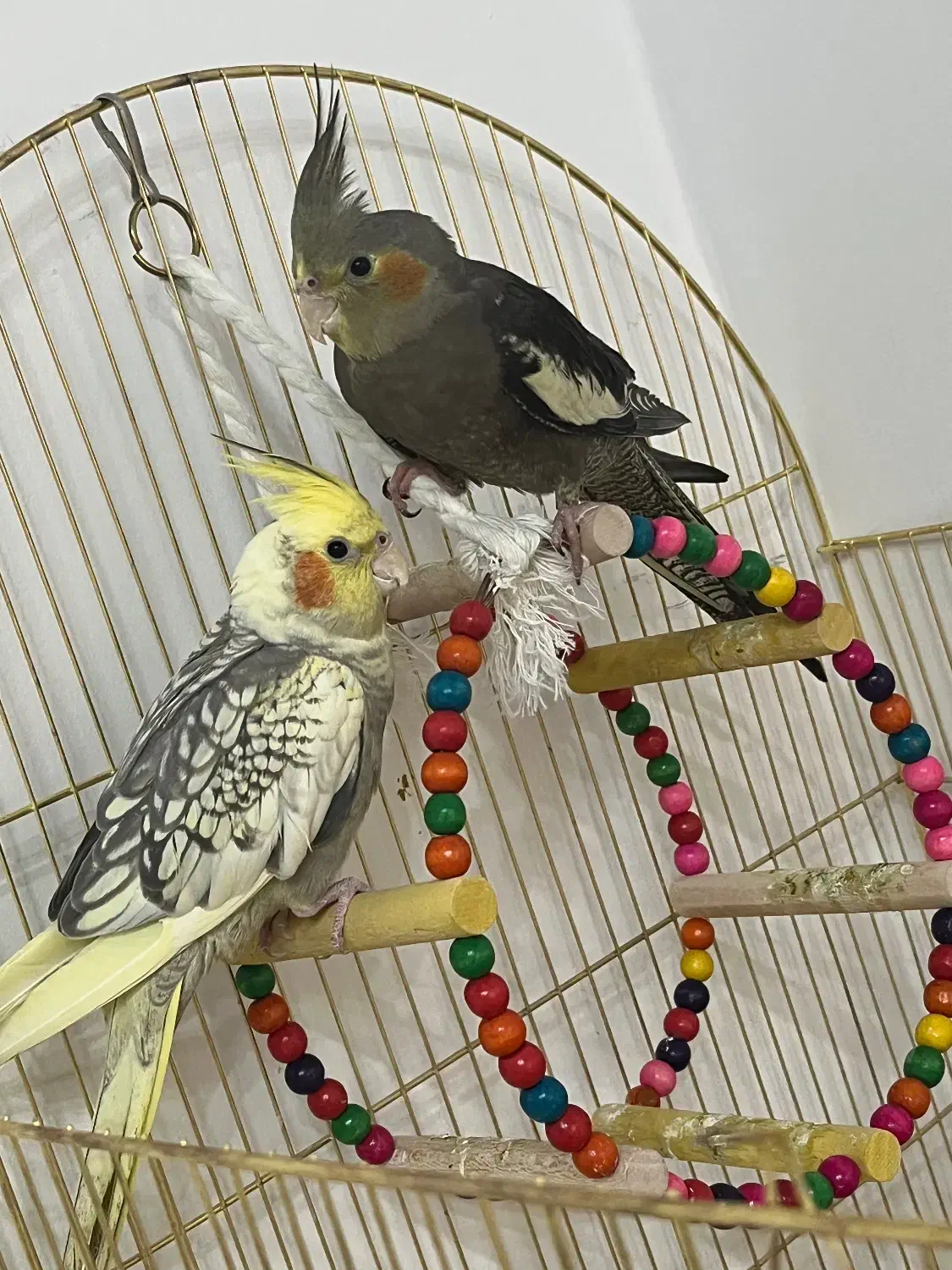 یک جفت عروس هلندی سرحال|پرنده|تهران, وحیدیه|دیوار