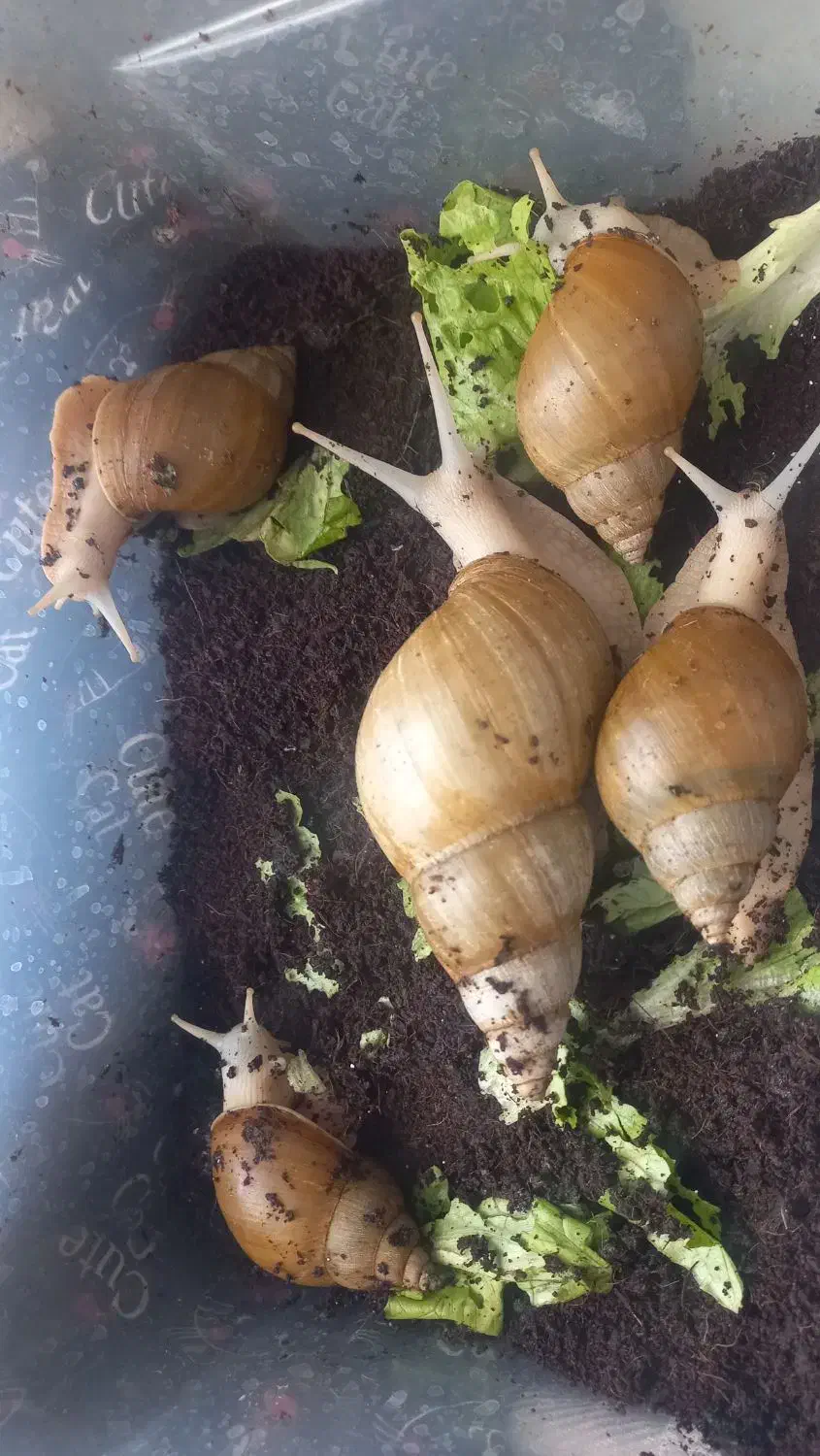 حلزون|خزنده|شیراز, پودنک|دیوار