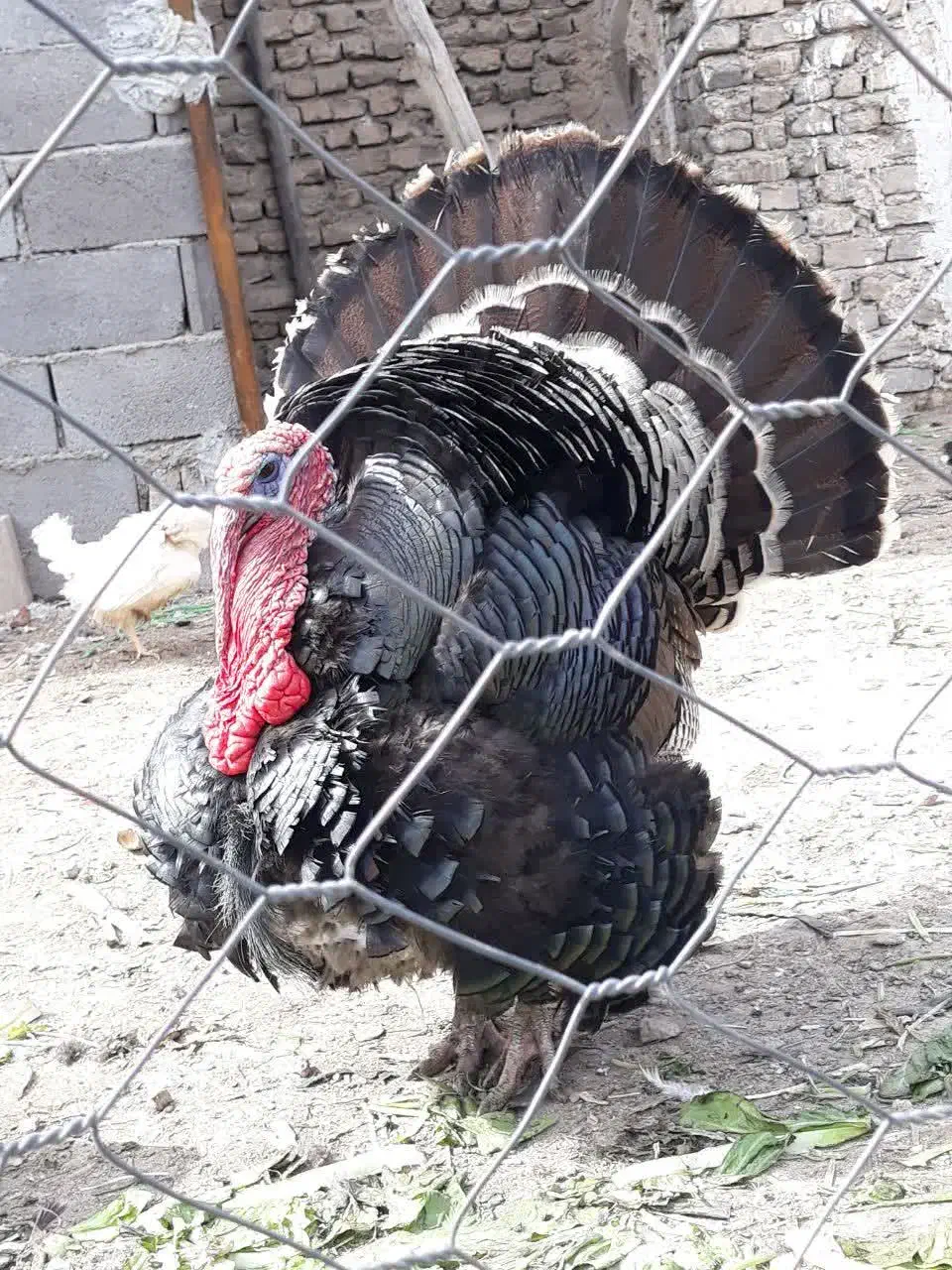 بوقلمون برنز آمریکایی|حیوانات مزرعه|هشتگرد, خور|دیوار