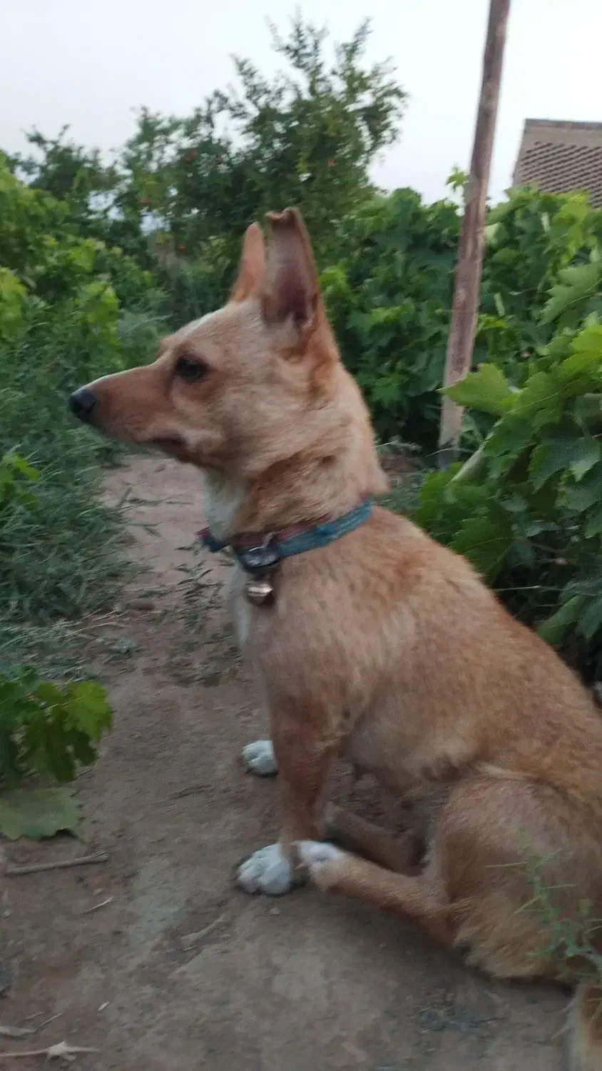 سگ کوچولو قدش 30سانته|سگ|خلیل آباد, |دیوار