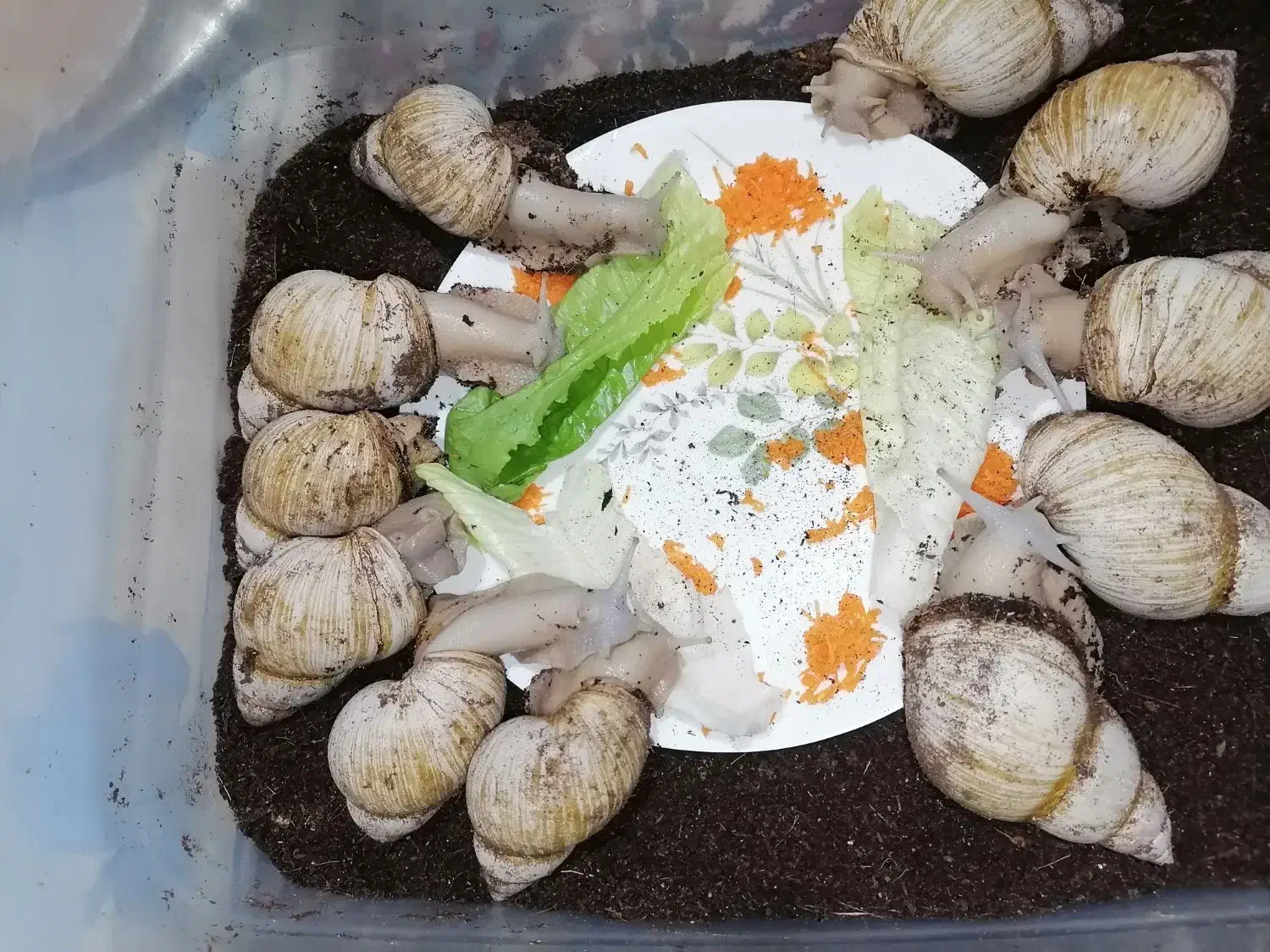 خزنده|خزنده|ارومیه, |دیوار