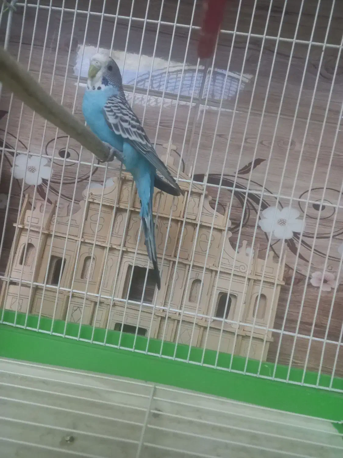 مرغ عشق|پرنده|اصفهان, باغ نگاره|دیوار