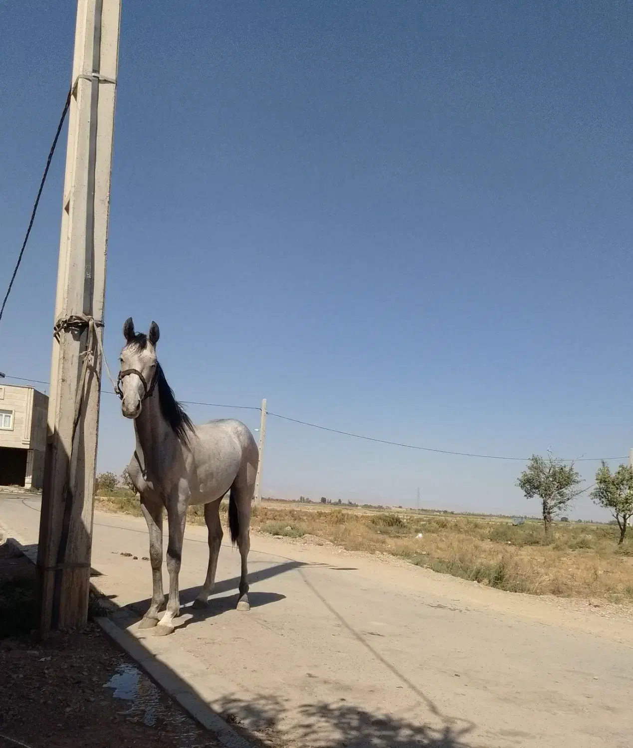 نریان|اسب و تجهیزات اسب‌سواری|قزوین, |دیوار