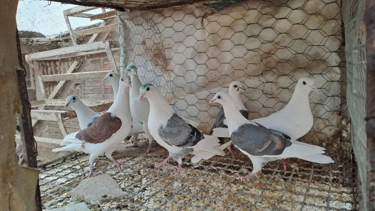 تعدادی پشدار و سفید|پرنده|قزوین, |دیوار