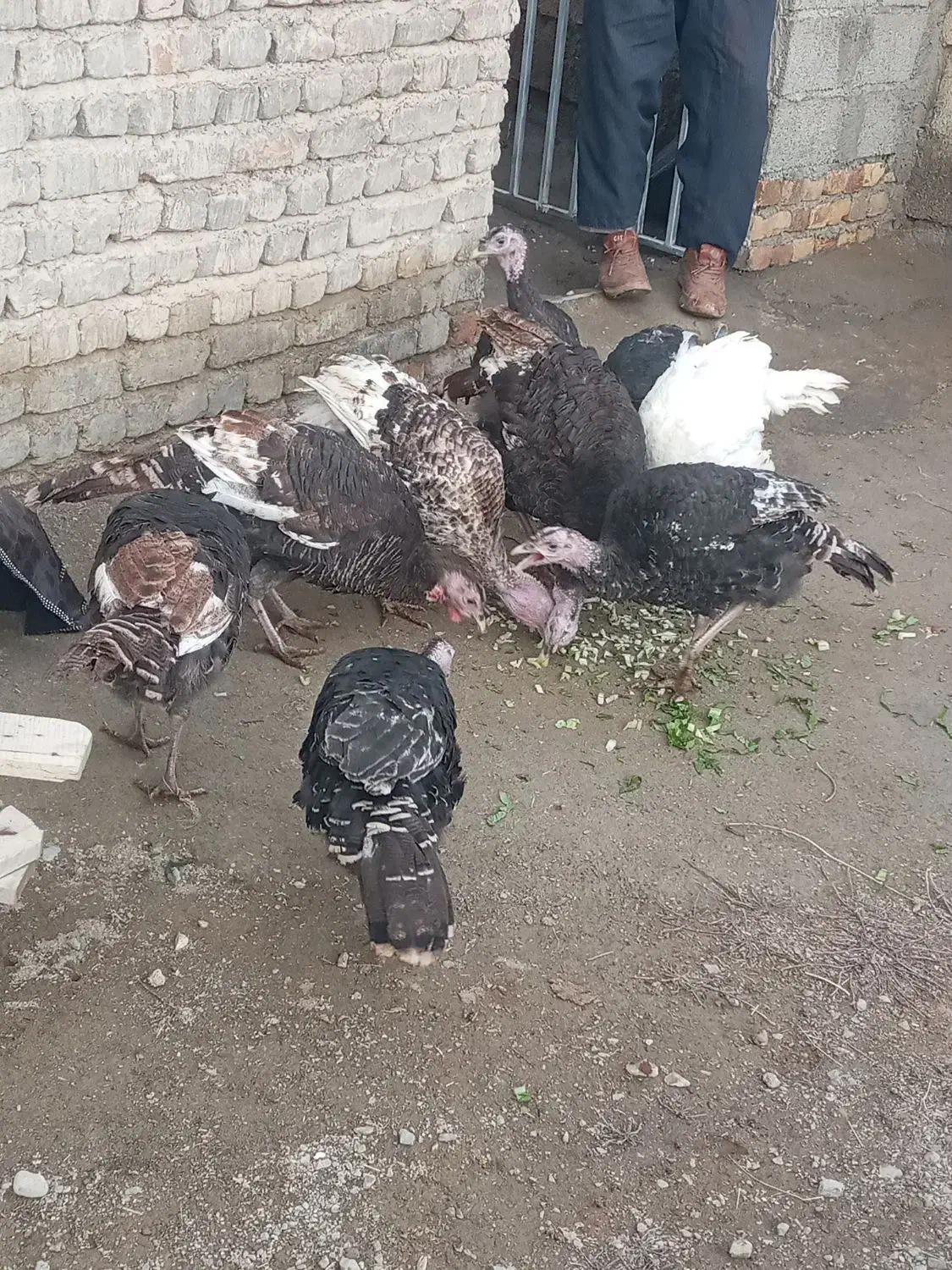 ۵عدد بوقلمون|حیوانات مزرعه|نوشین شهر, |دیوار