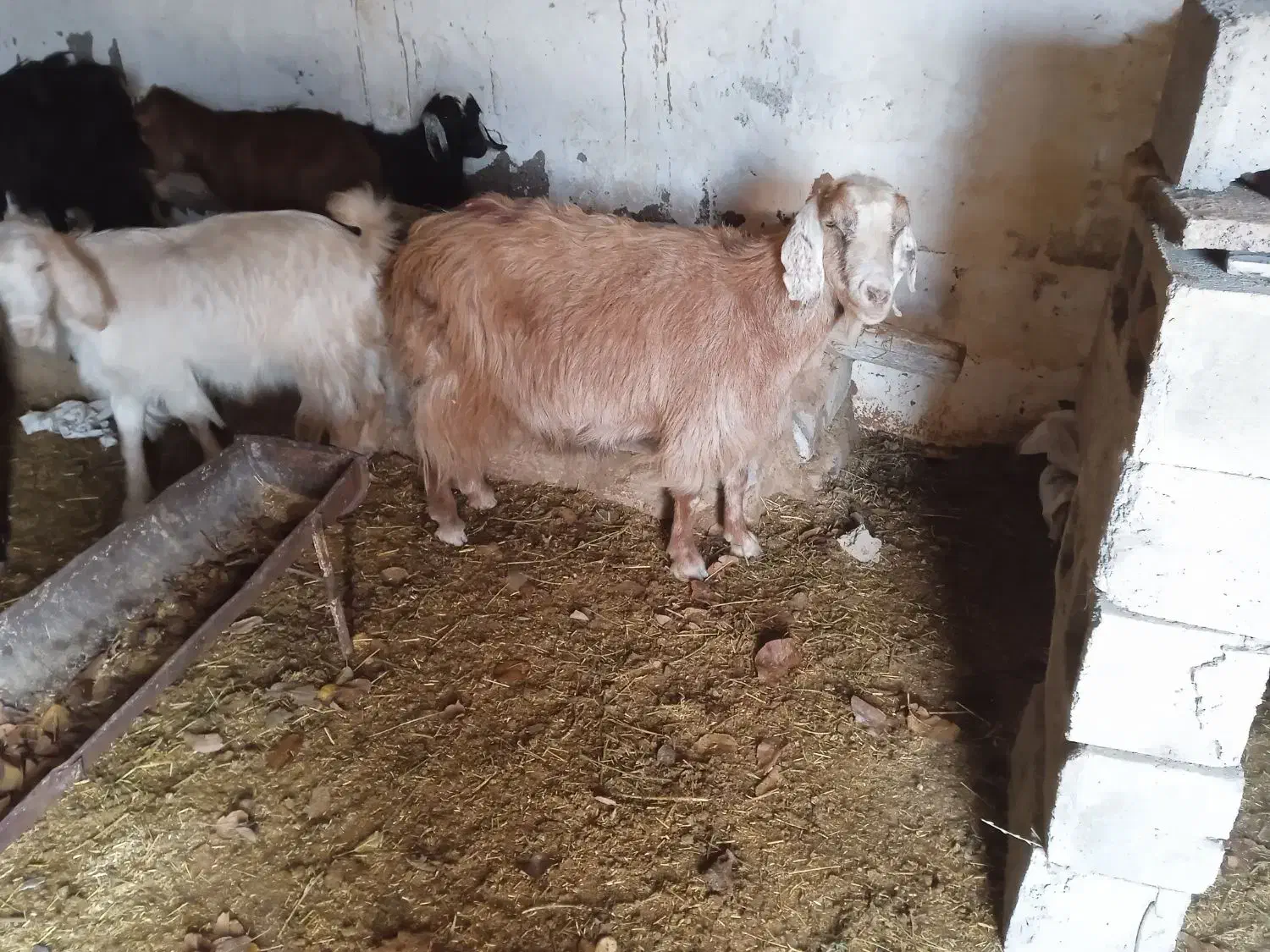 بز ابستن|حیوانات مزرعه|میاندوآب, |دیوار