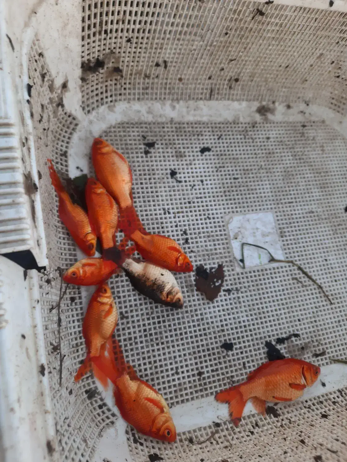 ماهی قرمز|ماهی|رشت, پسیخان|دیوار