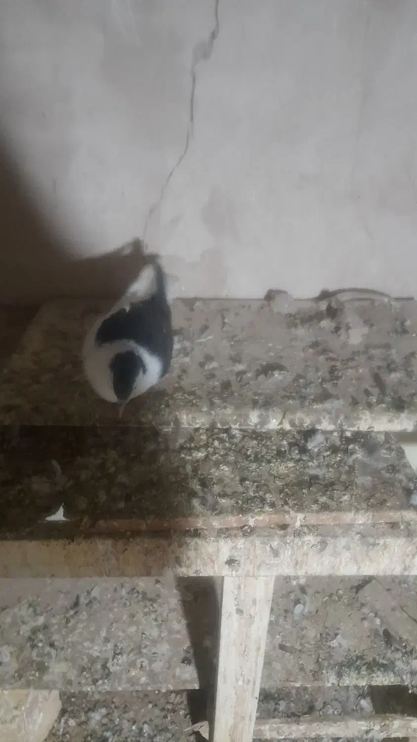 کبوتر|پرنده|بجنورد, |دیوار