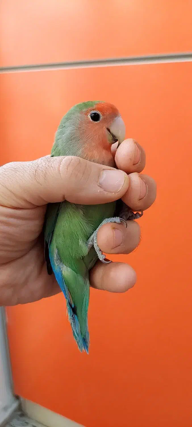 طوطی برزیلی|پرنده|ری, دولت‌آباد|دیوار