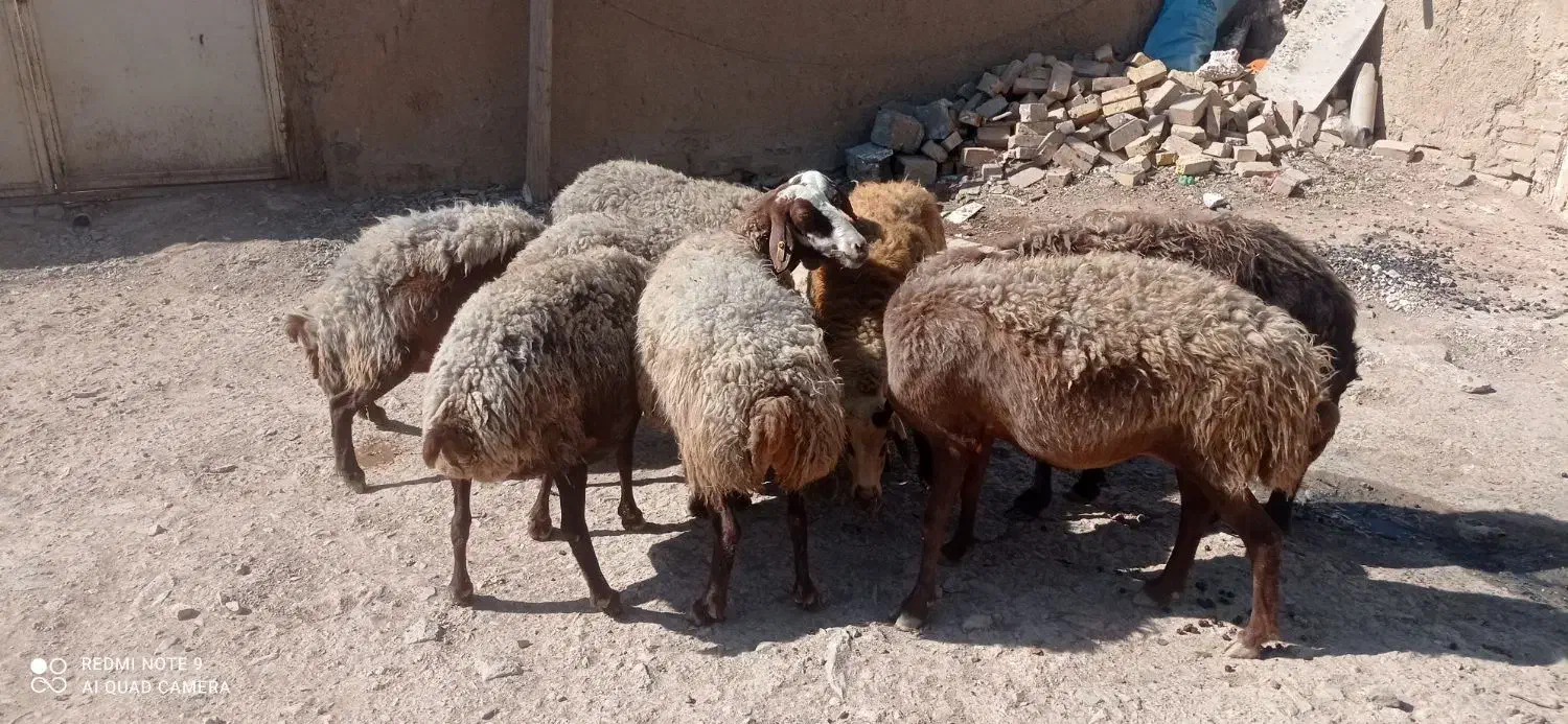 میش ‌مهربان آبستن درجه یک باب خانه دار|حیوانات مزرعه|خنداب, |دیوار