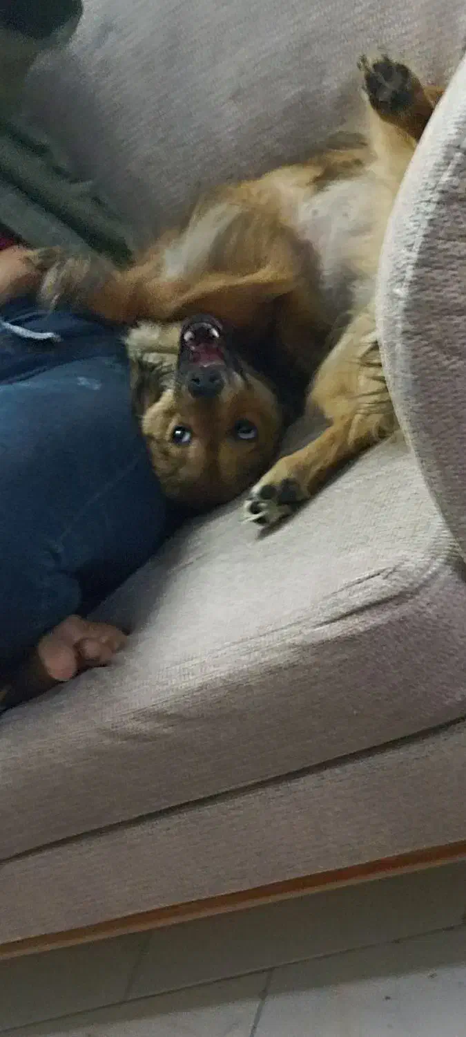 دزدیده شده|حیوانات|تهران, جنتآباد مرکزی|دیوار