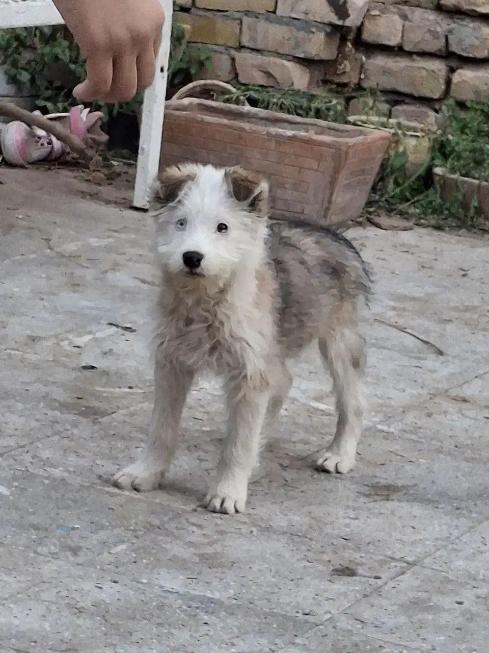 واگذار سگ|سگ|تایباد, |دیوار