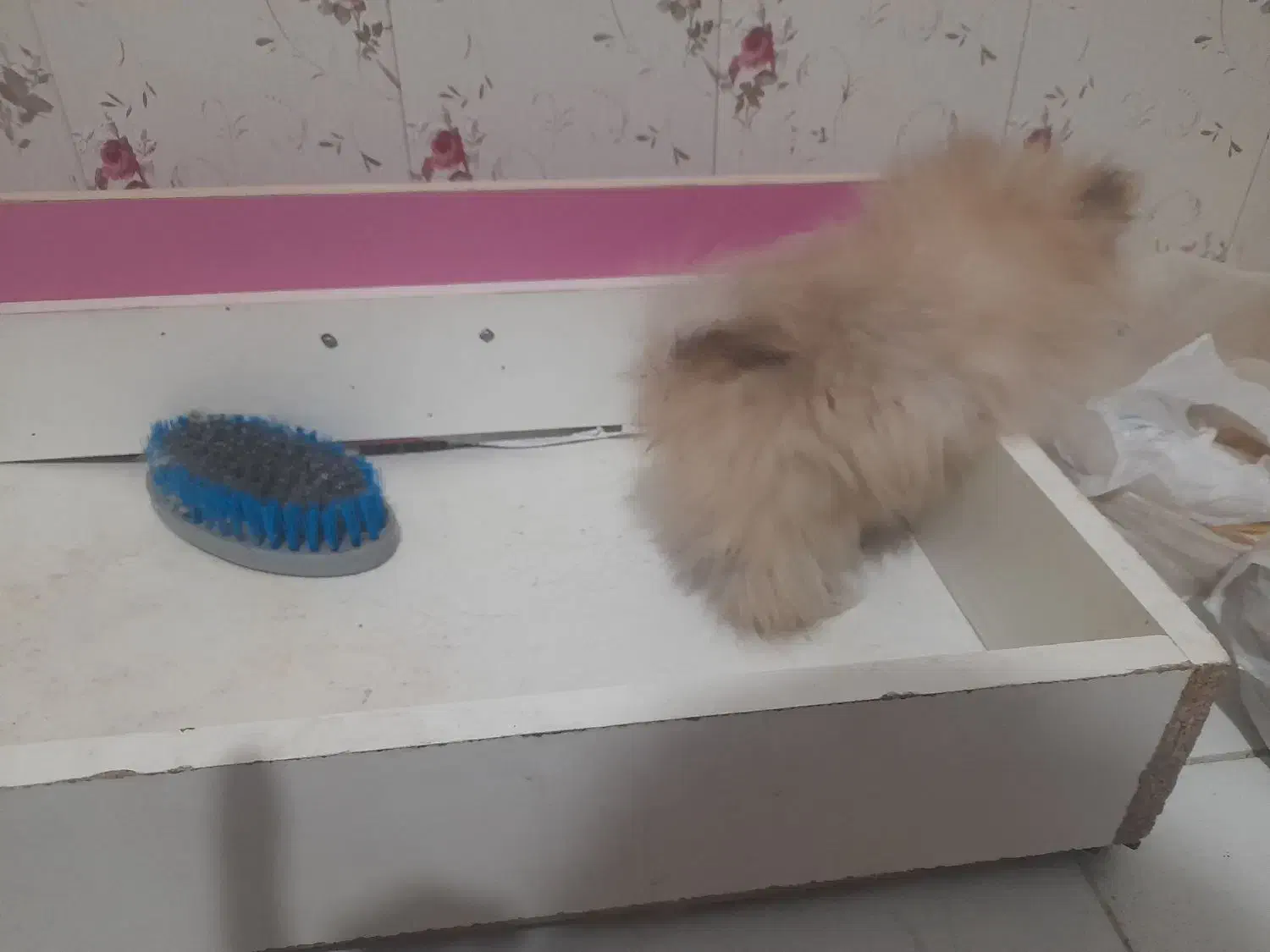 پامرانین خرسی.مادروتوله|سگ|کاشان, شهدا|دیوار