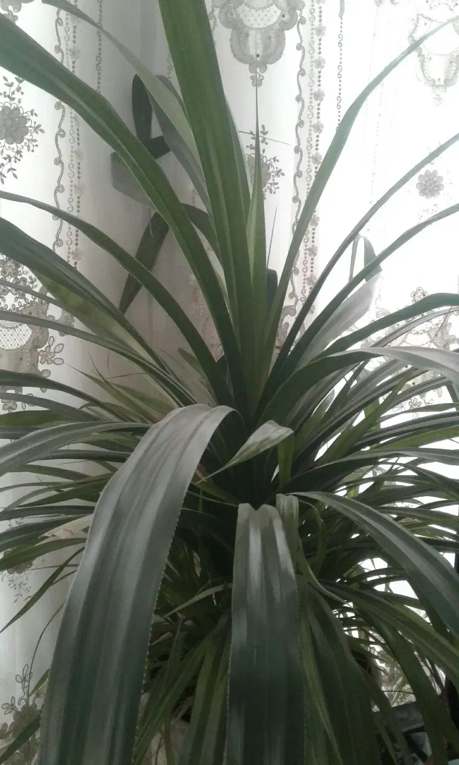 دو عدد گلهای آپارتمانی بزرگ|گل و گیاه طبیعی|کاشمر, |دیوار