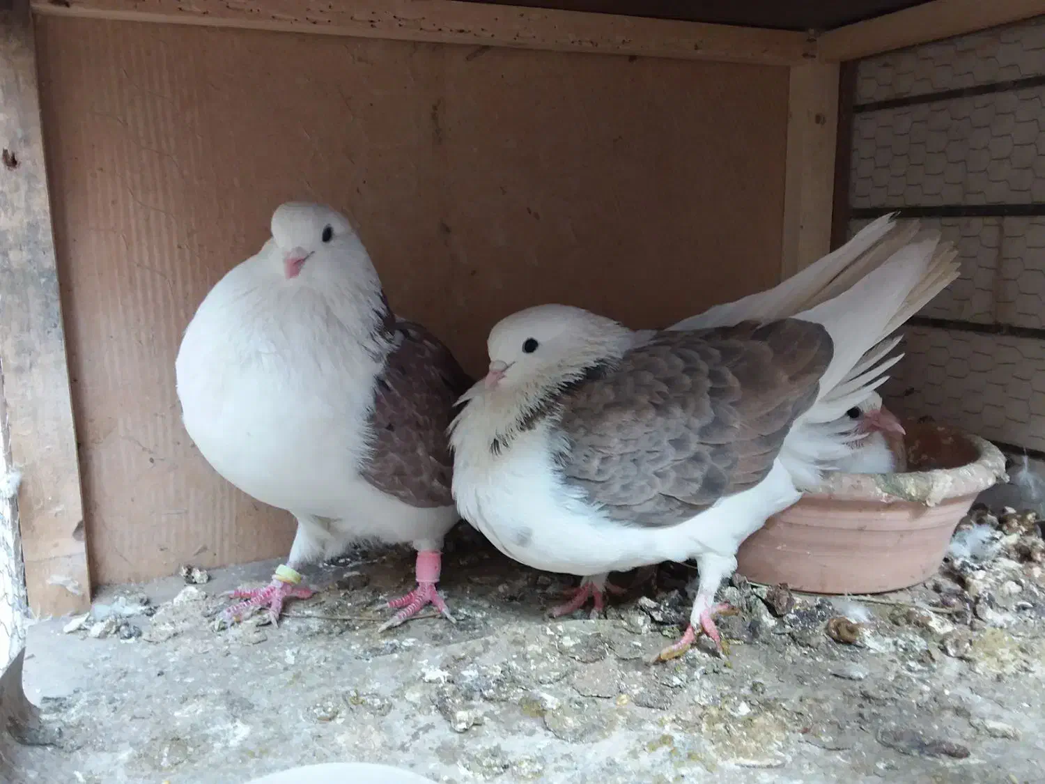 کبوتر دو کت تهرانی بسیار کشیده|پرنده|قم, جهان بینی|دیوار