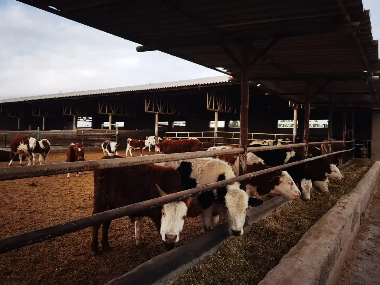 استخدام نیروی ساده در دامداری|استخدام سرایداری و نظافت|قرچک, داوود آباد|دیوار