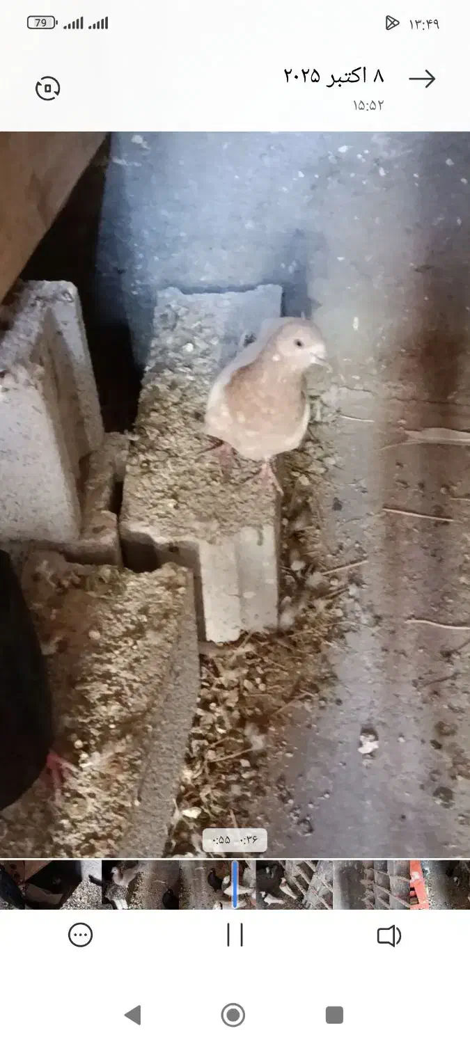 کبوتر ساری باش|حیوانات|میاندوآب, |دیوار