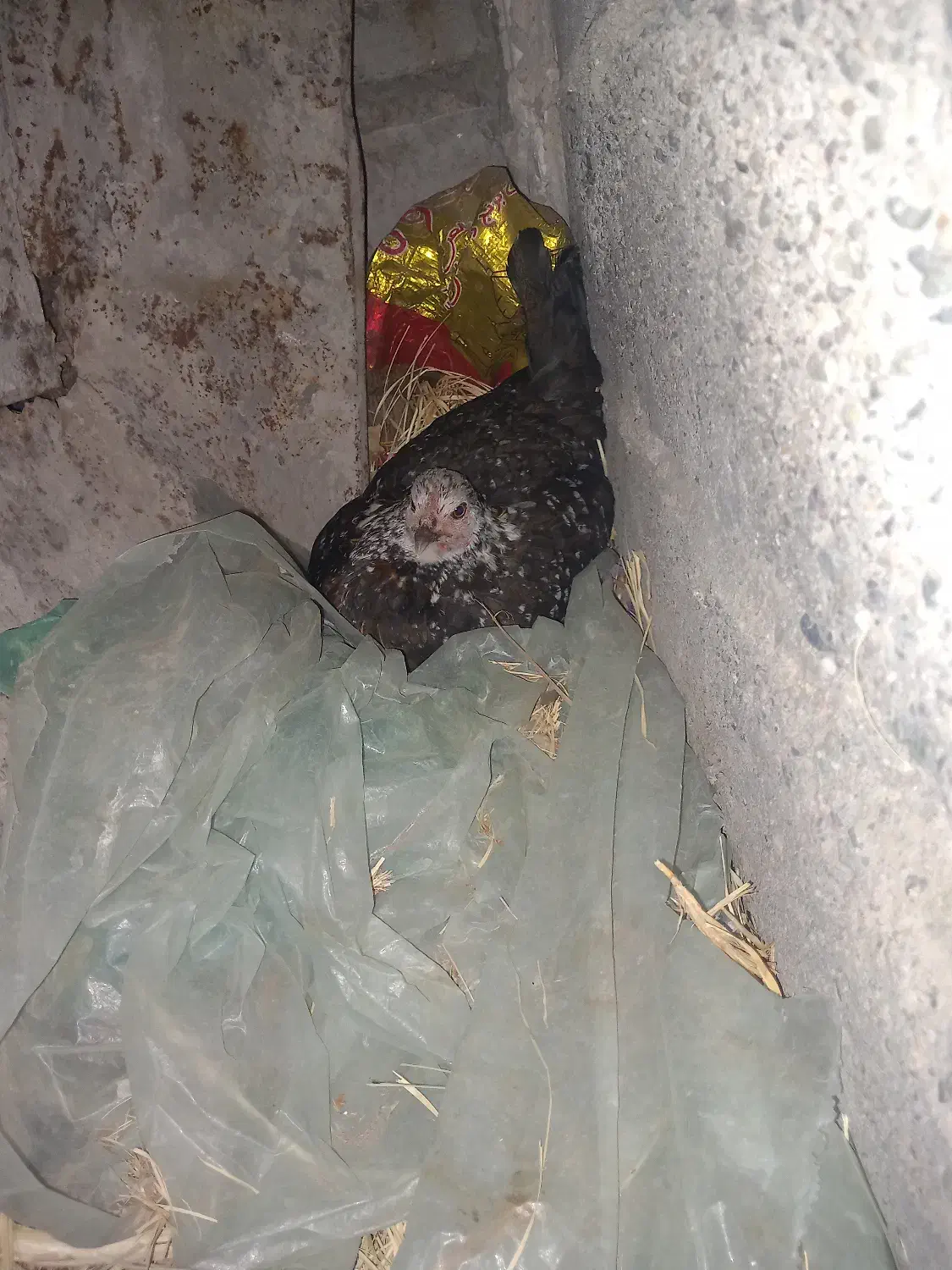 مرغ کرک|حیوانات مزرعه|جیرفت, |دیوار