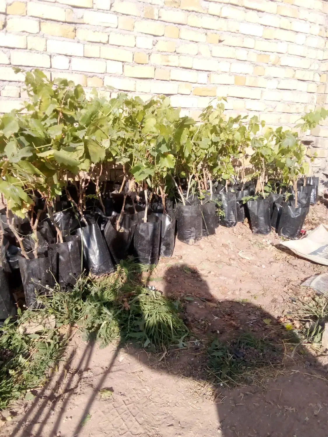 نهال|عمده‌فروشی|اقبالیه, |دیوار