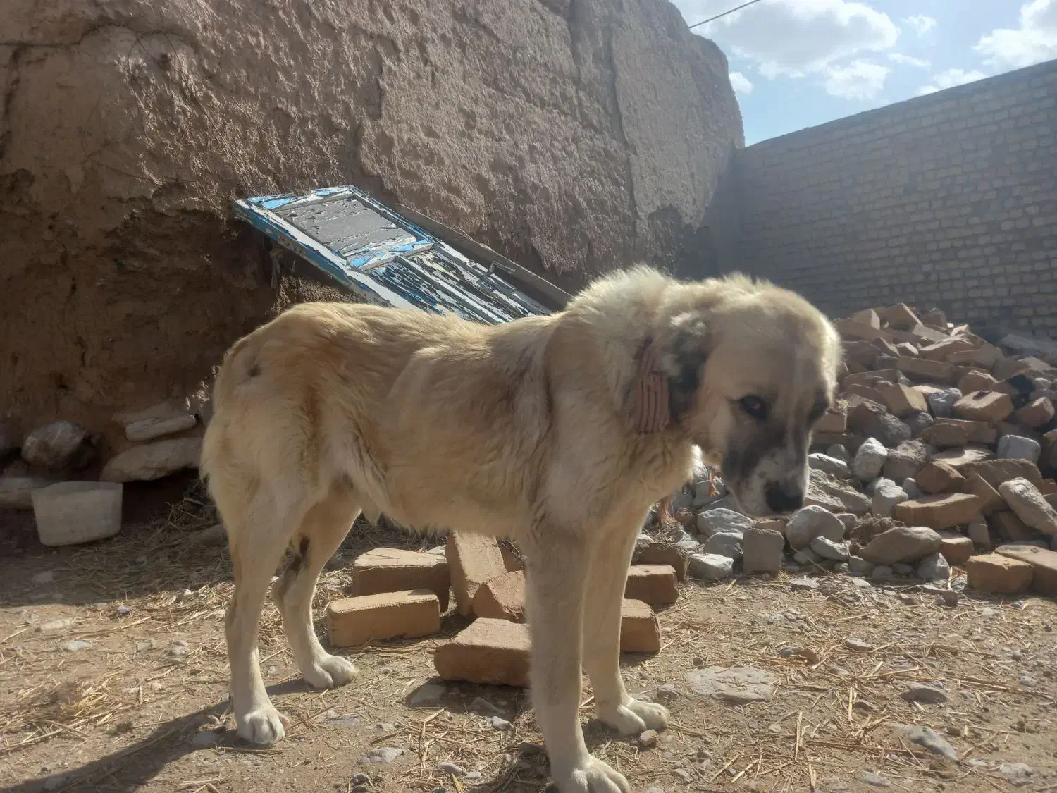 سگ سرابی|سگ|قوچان, |دیوار