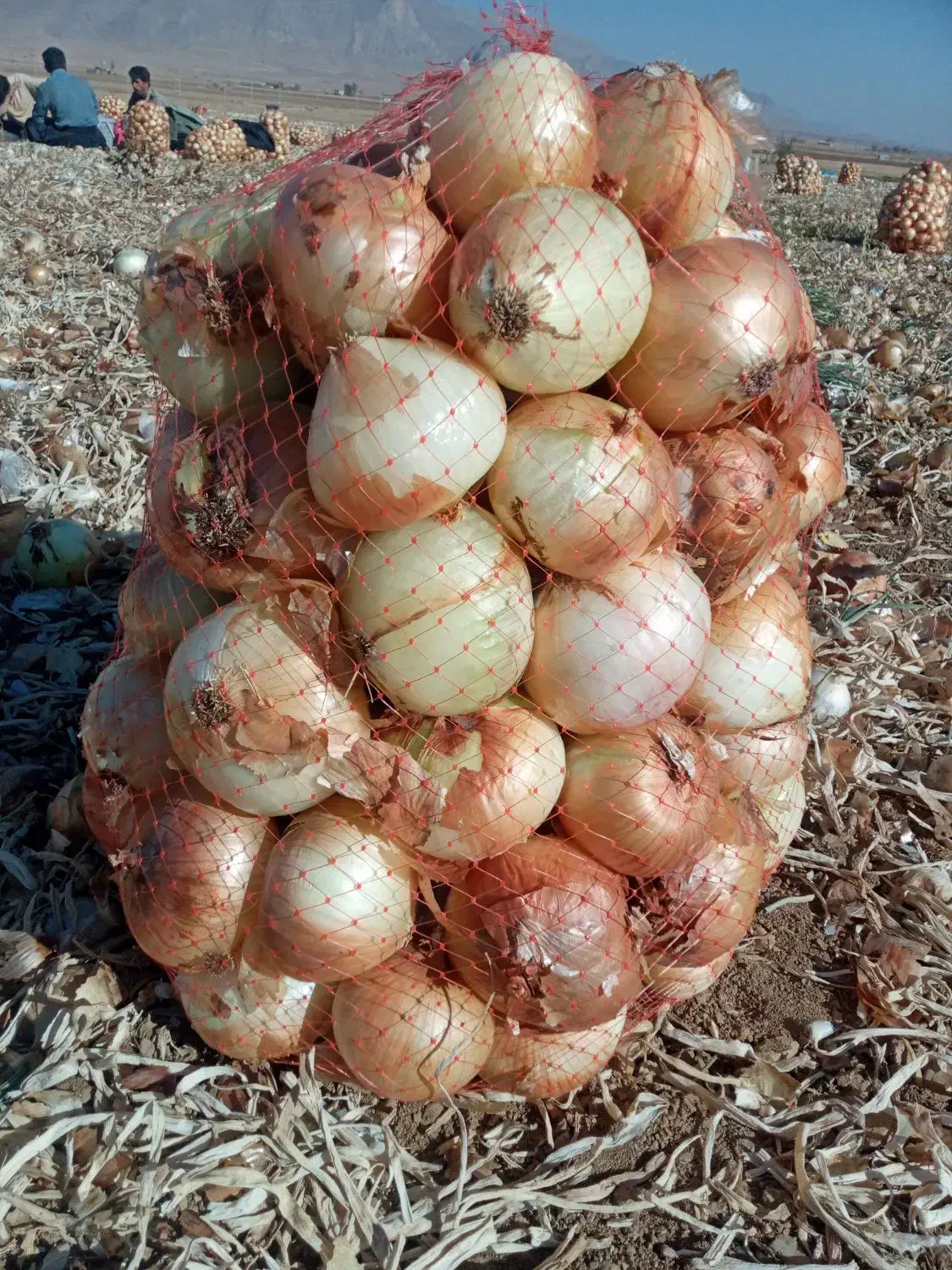 پیاز زرد خوش رنگ|خوردنی و آشامیدنی|داران, |دیوار