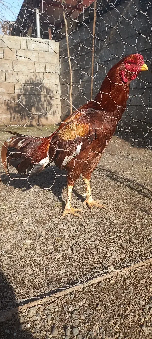 خروس لاری|حیوانات مزرعه|حویق, |دیوار