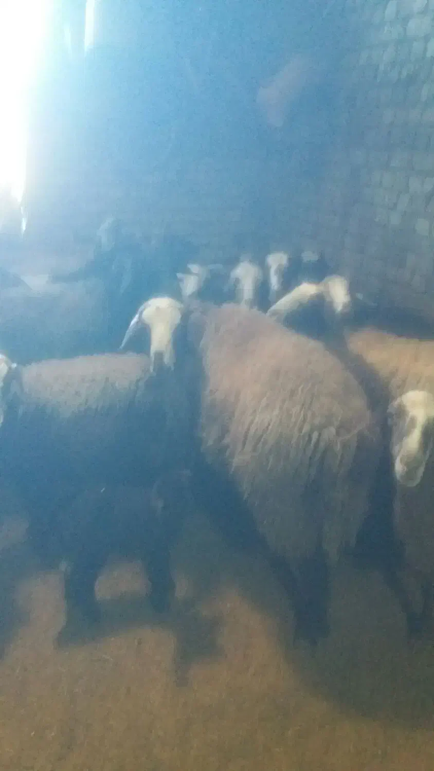 شک ورن|حیوانات مزرعه|نورآباد, |دیوار