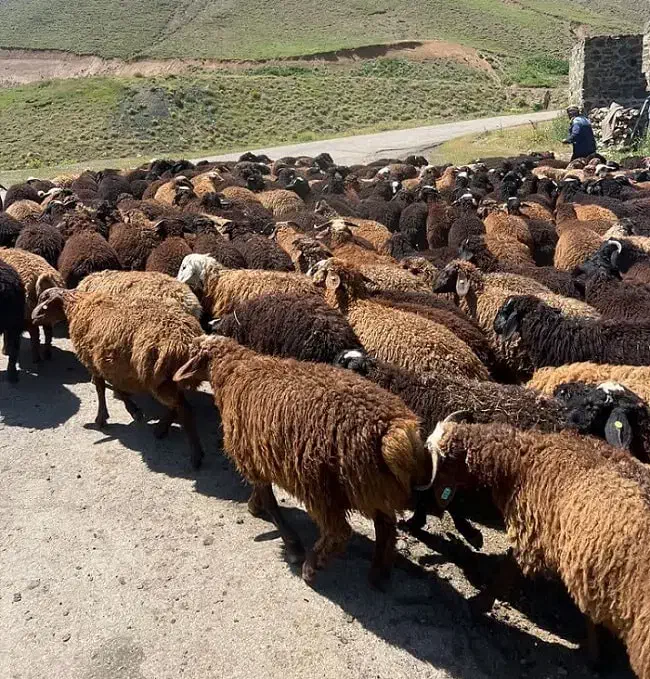 گوسفند|حیوانات مزرعه|هشتگرد, هیو|دیوار