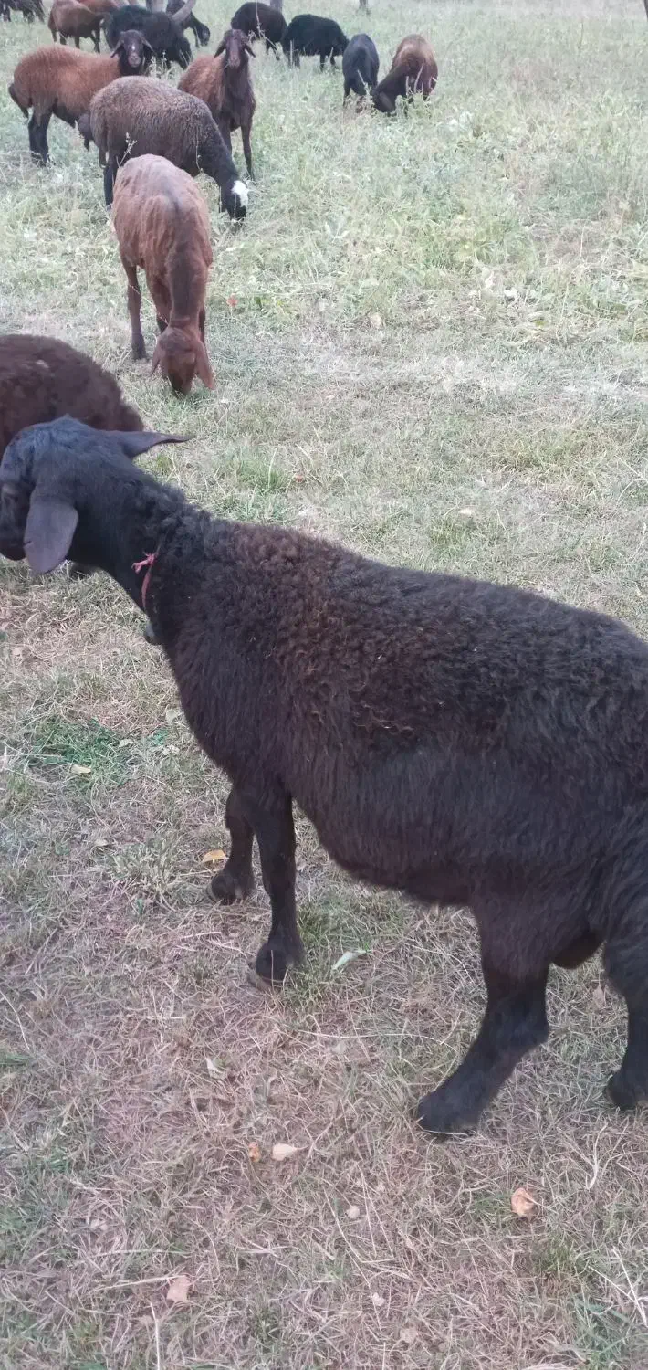 بره نر قره قزل افشار اصل برای نسل کشی|حیوانات مزرعه|زنجانرود, |دیوار