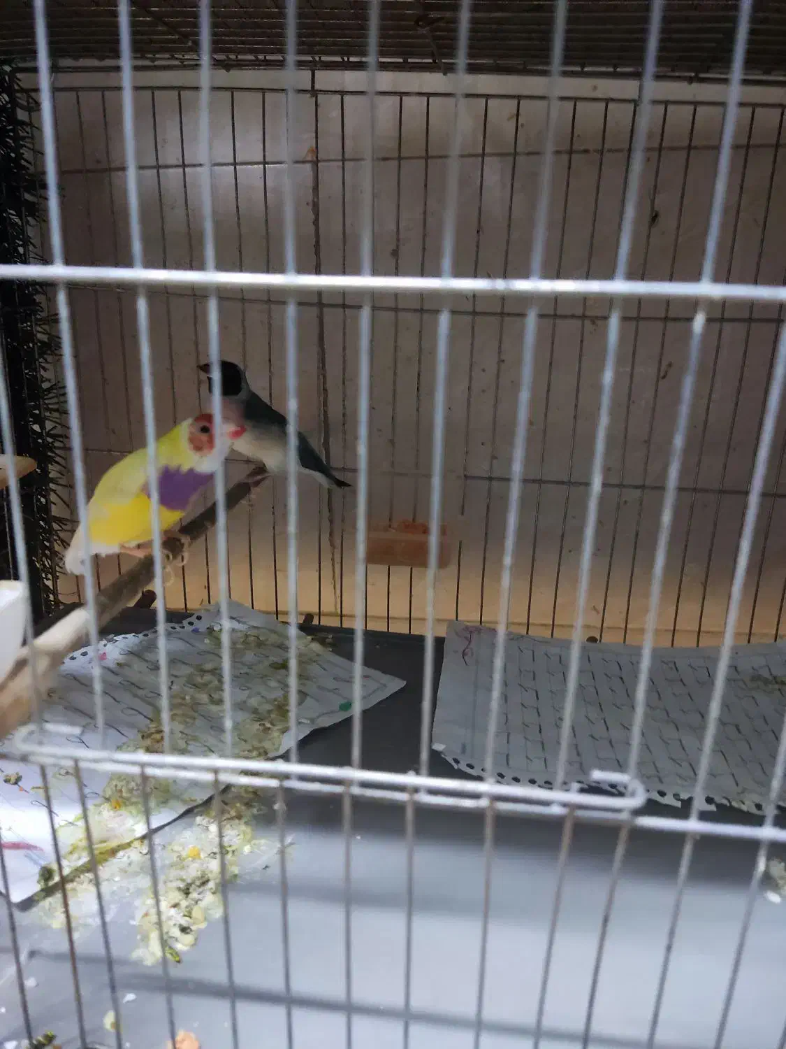 فنج گلدین13عدد|پرنده|پاکدشت, پاکدشت (مامازند)|دیوار