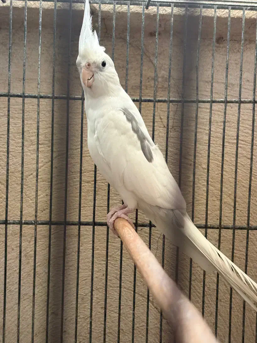 عروس هلندی|پرنده|قشم, |دیوار