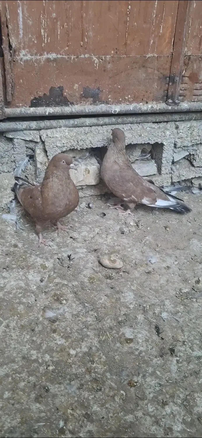 جفت تاپ|پرنده|امیدیه, |دیوار