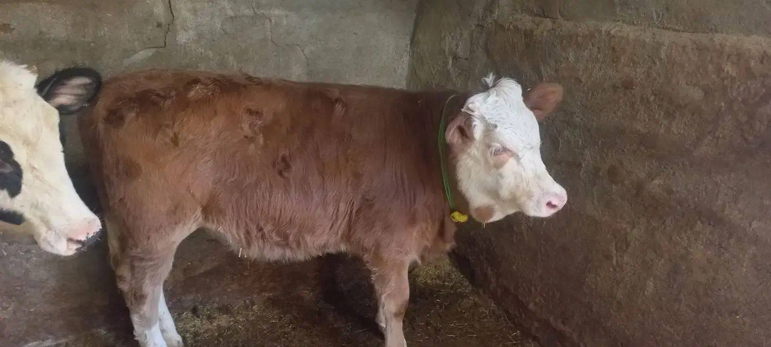 گوساله سیمینتال اصیل|حیوانات مزرعه|صحنه, |دیوار