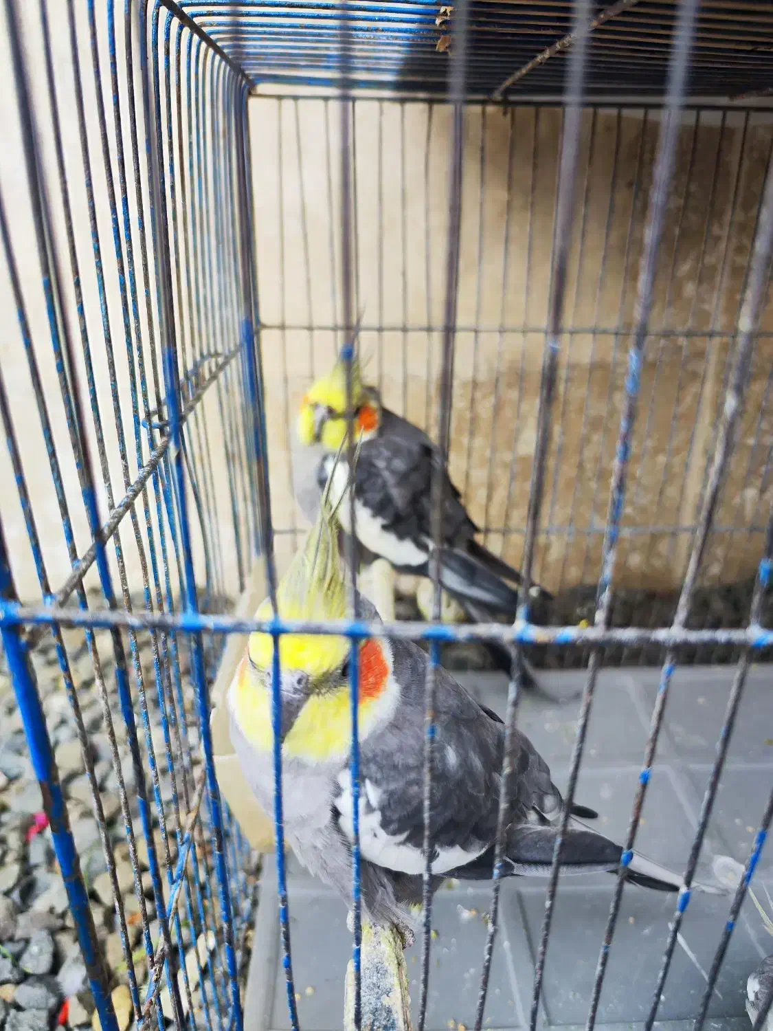 عروس هلندی نر بالغ|پرنده|تالش, هشتپر|دیوار