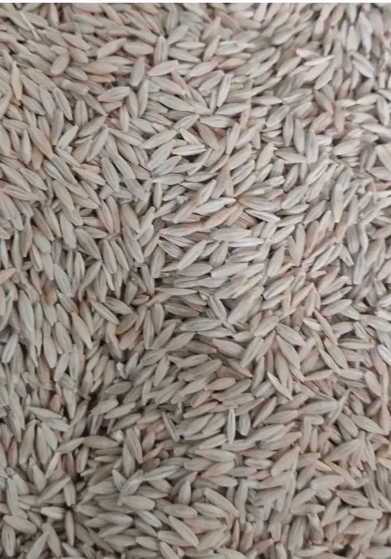 جو محلی|خدمات باغبانی و درختکاری|کوهنانی, |دیوار