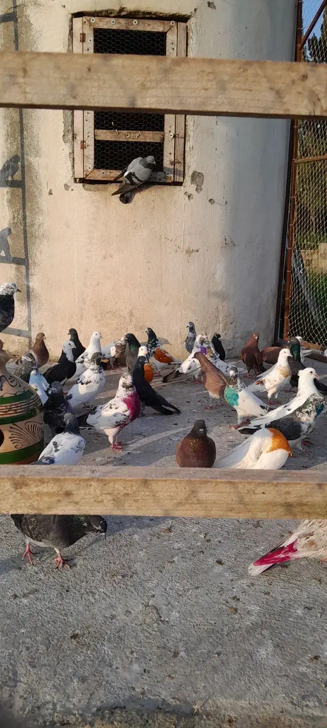 کبوتر پروازی خارجی و ایرانی|پرنده|نشتارود, |دیوار