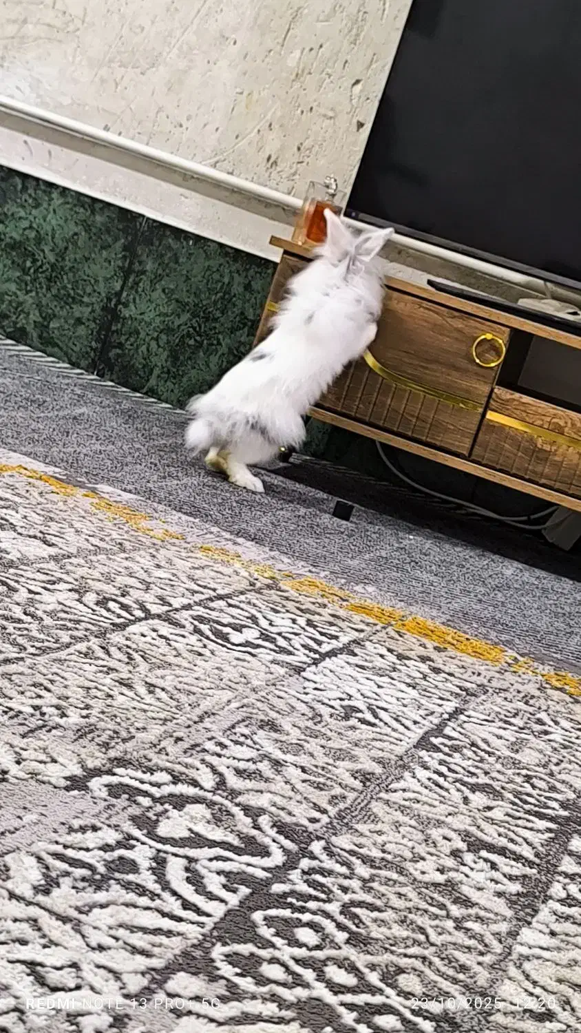 خرگوش لوپ|موش و خرگوش|برازجان, |دیوار