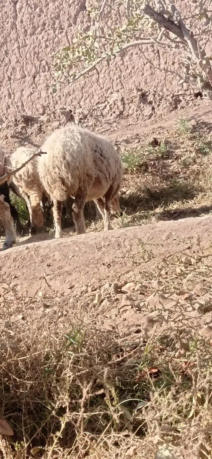 میش  ابستن|حیوانات مزرعه|زرند, |دیوار