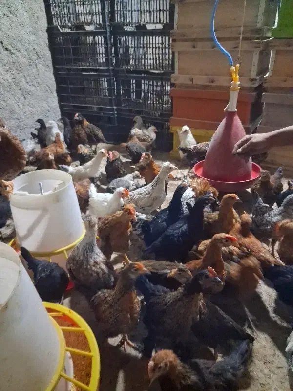 جوجه محلی|حیوانات مزرعه|سرفاریاب, |دیوار