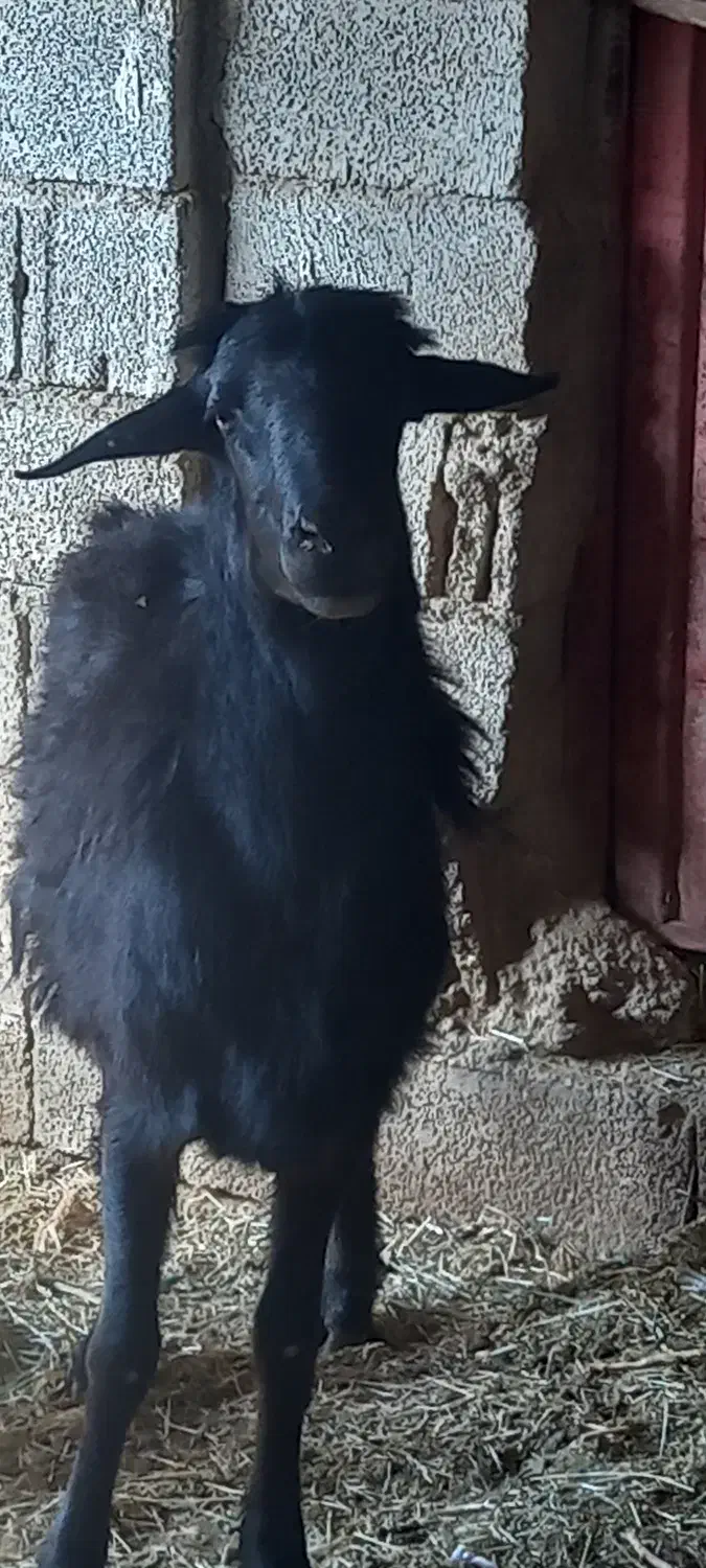 قوچ قزل|حیوانات مزرعه|آسارا, |دیوار