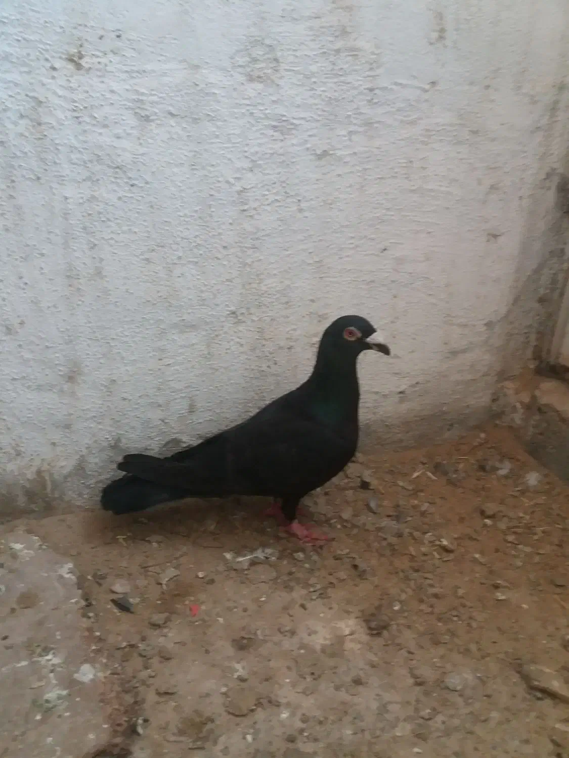 کفتر زاغ|حراج|تربت جام, میان جام|دیوار